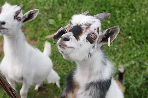The Best Miniature Goat To Have As A Pet Pygmy Goat Goats Animals