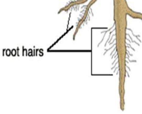 Why Do Roots Have Root Hairs
