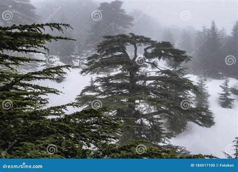 The Famous Cedars Of Lebanon Reserve On The Slopes Of Qurnat As Sawda
