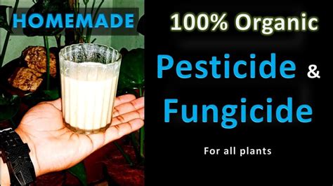 Natural Pesticide And Fungicide For All Plants Homemade And Organic