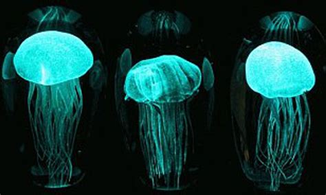 Glow In The Dark Jellyfish