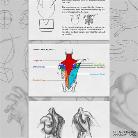 Anatomy Pack Basic Anatomy Every Artist Should Know — Dylan Choonhachat