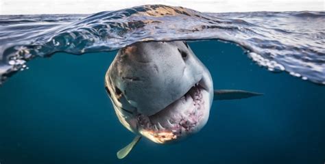 Finalists Announced In Australian Geographic Nature Photographer Of The