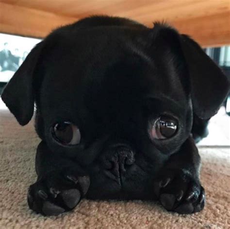 Cutest Pug In The World Contest — Weird World