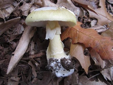 Deadly Mushrooms Found Growing On Uw Campus Seattle Wa