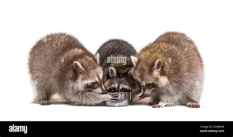 Raccoons Eating Hi Res Stock Photography And Images Alamy