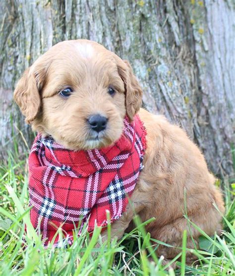 Goldendoodle dandies offer you a wonderful pet and companion and one that is allergy friendly, low shed, and low dander too! Meet Ginger: Female Goldendoodle puppy (Shipshewanna ...