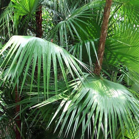 11 Palm Trees That Tolerate Cold Weather