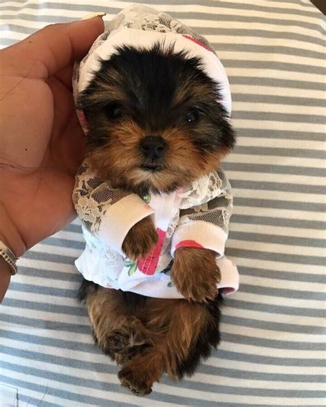 Join the biggest community in the world for all things dog. Teacup Yorkie Puppies at Woof Woof Puppies - Yelp