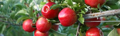 They cover a wide range of activities and hobbies, from cooking, gardening, diy, sports, electricals, and much, much more. Part 1: Picking the Perfect ALDI Apple | ALDI