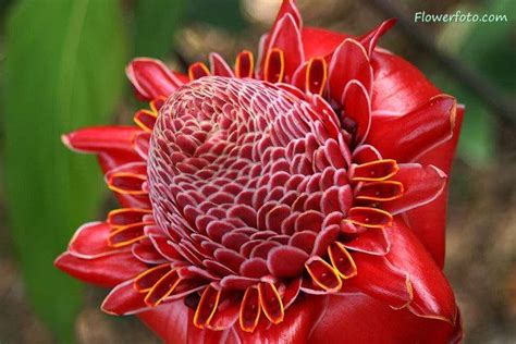 Home flowers assortment flowers exotic & tropical. 18 best images about PLANTS OF ALL KIND on Pinterest ...