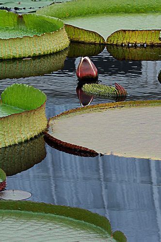 Lily Pad Shapes Lily Pads Lily Natural Wonders