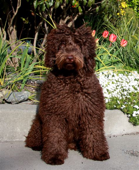 They're allergy friendly, excellent candidates for a service or therapy dog & great family pets. Labradoodle Pictures of Our Wonderful Dogs and Puppies ...