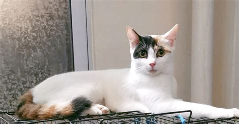 Sweetie The Confident And Playful Girl Cat Welfare Society