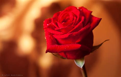 25 Lovely And Beautiful Red Rose Pictures For Valentines