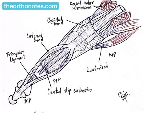 Extensor Tendons Anatomy Orthopedics Notes