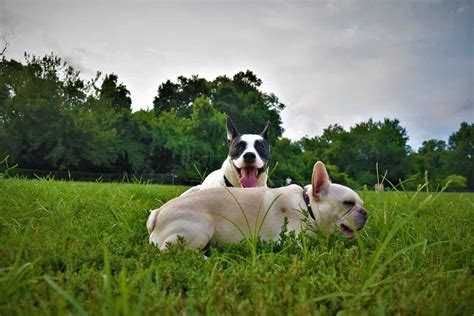 Can French Bulldogs Mate 7 Reminders For Frenchie Lovers