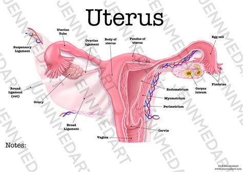 Uterus Anatomy Worksheet Single FILLED Digital Download Human Anatomy