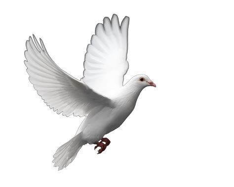 Dove Png No Background