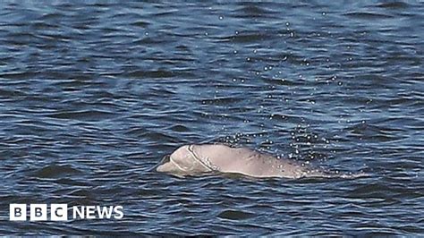 Benny The Beluga Two Months In The River Thames Bbc News