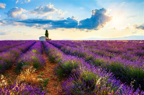 Lavender Fields At Sunrise In Provence France Stock Image Image Of