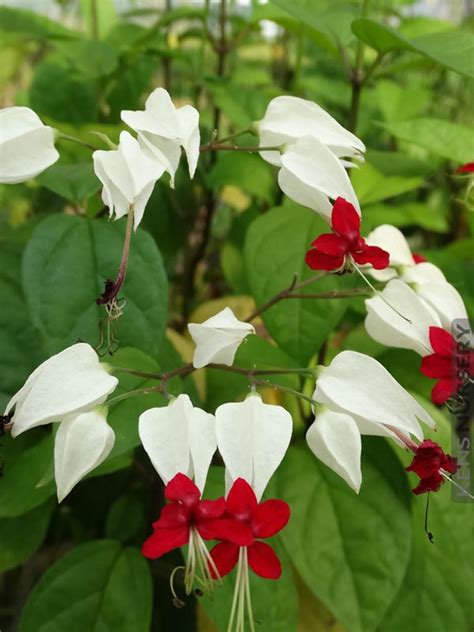 Clerodendrum Dicentra Spectabilis White Bleeding Heart Etsy