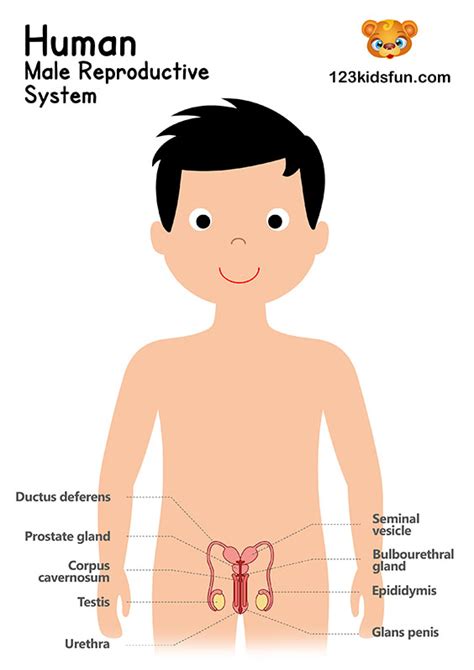 Anatomy of human body parts body parts names human anatomy human anatomy amazon's choice for body diagram. Male Anatomy Diagram For Kids - Cartoon Boy Body Parts Stock Illustration Download Image Now ...