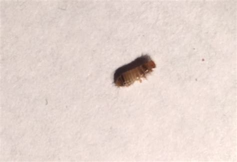 How Big Are Carpet Beetles In This Way They Can Make Healthy People