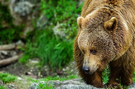 Meeting Romanias Brown Bears At Libearty Bear Sanctuary
