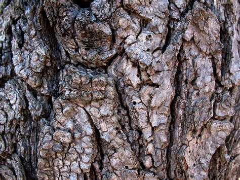 Free Tree Bark Nature Texture Texture Lt