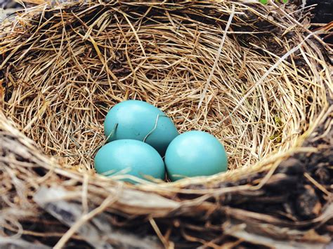 Blue Jay Eggs Vs Robin Eggs How To Tell The Difference