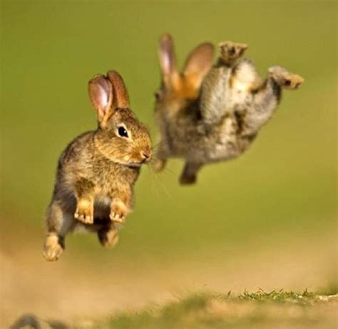 Bunny Hop Cute Animal Pictures Animals Beautiful Animals