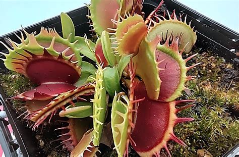 Carnivorous Plant Care Tips For Growing Carnivorous Plants