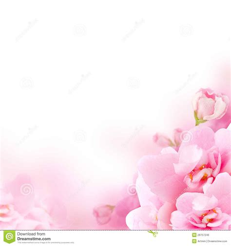 Pink Flowers Background Awesome Pink Flowers Background