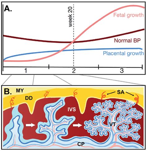 Typical Patterns Of Placental Fetal Growth Maternal Blood Pressure And