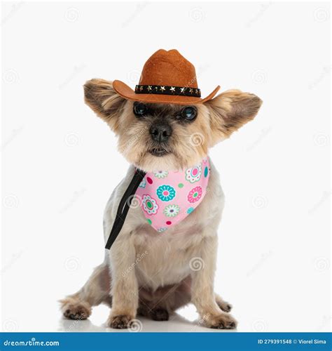 Adorable Little Yorkie With Cowboy Hat And Bandana Sitting And Looking
