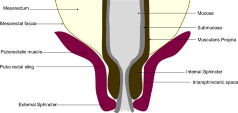 Drawing Describing The Anal Canal Anatomy The Anorectal Junction