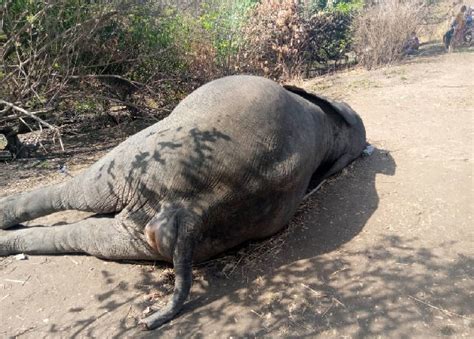 42 Year Farmer Killed By Elephants Leaves Behind Three Wives 13 Children