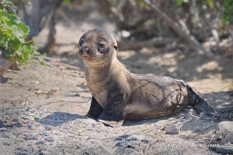 Adorable Galapagos Sea Lion Pup Shetzers Photography