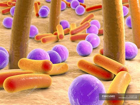Bacteria On Human Skin Microbe Microflora Stock Photo
