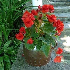 These begonias should be brought indoors for overwintering rather than digging them up. Brighten Up Your Home with Begonias in Pots - IOTA ...