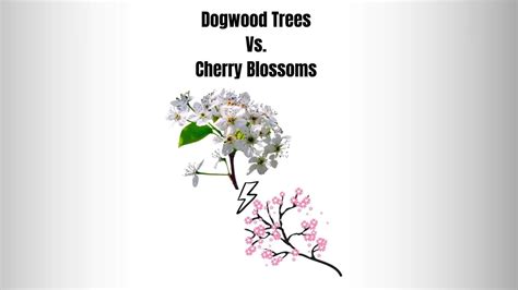 Dogwood Trees Vs Cherry Blossoms 7 Key Differences Everything