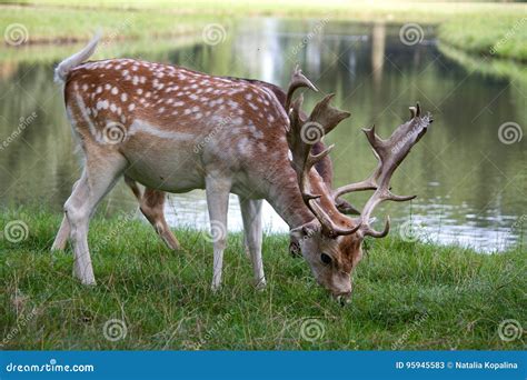 Two Deer On Lake Bank Stock Image Image Of Calm Life 95945583