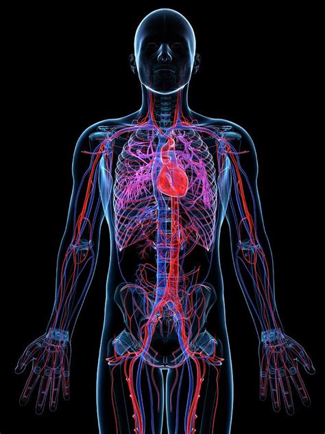 male cardiovascular system artwork digital art by sciepro fine art america