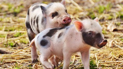 Top 24 Cute Little Pigs Pictures Update