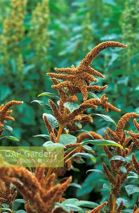 We did not find results for: Amaranthus 'Hot Bisc... stock photo by Jo Whitworth, Image ...