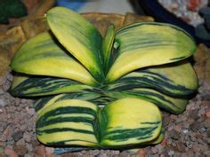 Flowering is in april and may, with each bloom lasting only one day, opening at about 8am and closing 8 hours later. Succulent Plant Information: Gasteria Blue Monster ...