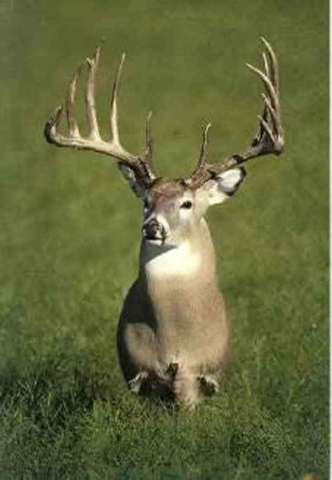 White Tailed Deer Saskatchewan Wildlife Federation