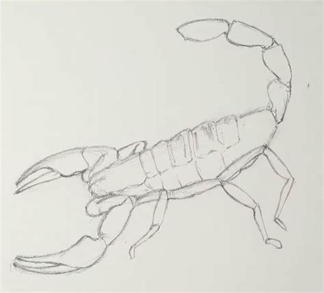 How To Draw A Scorpion Timed Drawing Exercise Sketch Me Tamera