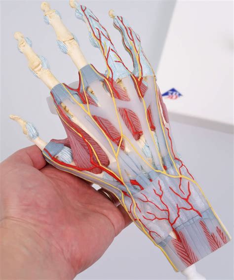 Mua Hand Joint Model Reproduces Bones Muscles Tendons Ligaments